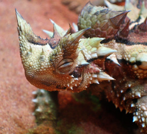 The  entire surface of the Thorny Devil is covered in  spiky scales but to defend rather than to harm! photo credit: ccdoh1 via photopin cc