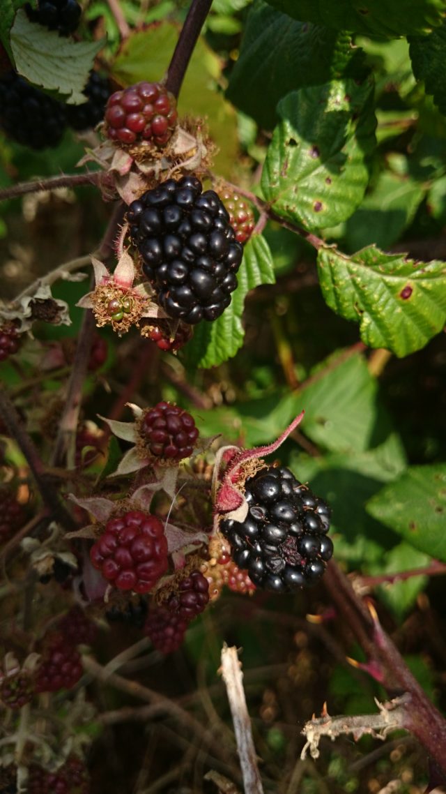 Silent Snaps – Blackberry picking and jam making