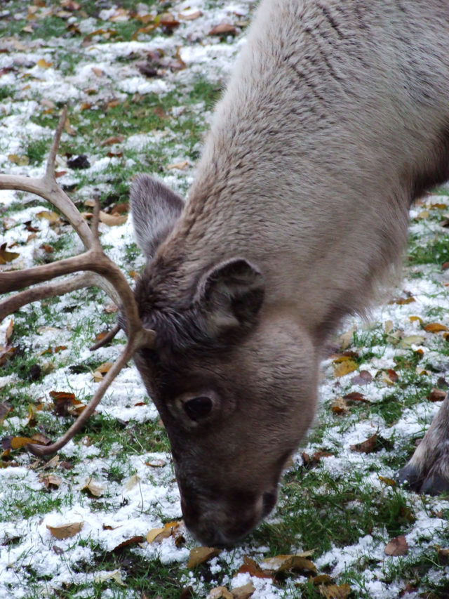 What Do Reindeer Really Like To Eat and Other Random Facts Dr How 