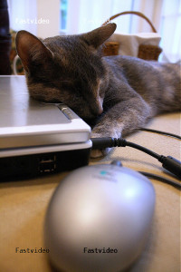 I'd rather take a catnap on the laptop than type on it! photo credit: jypsygen via photopin cc