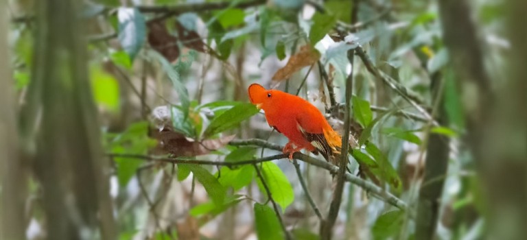 Mystery Creature revealed – Guianan Cock-of-the-rock (Rupicola rupicola)