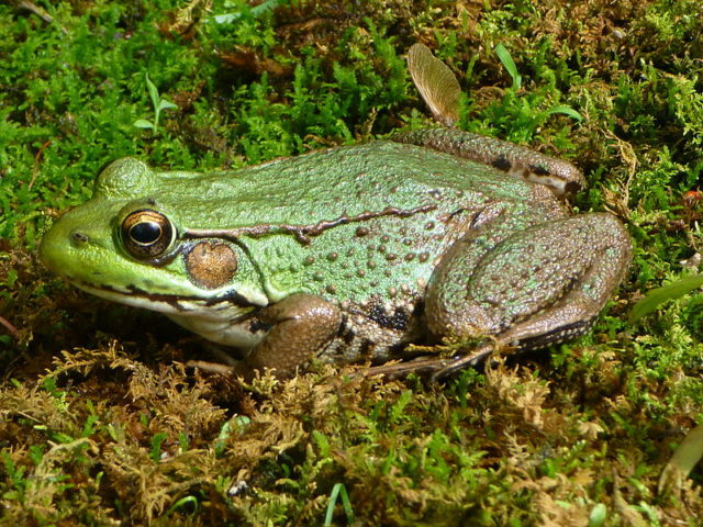 Northern_Green_Frog