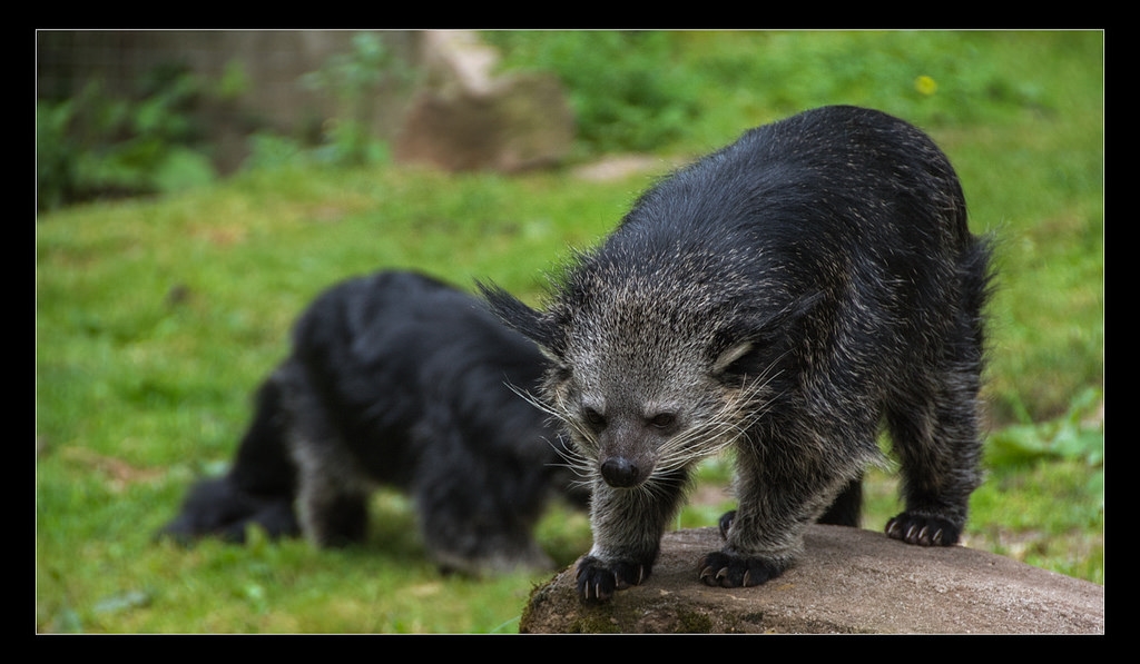 Mystery Creature revealed – the binturong
