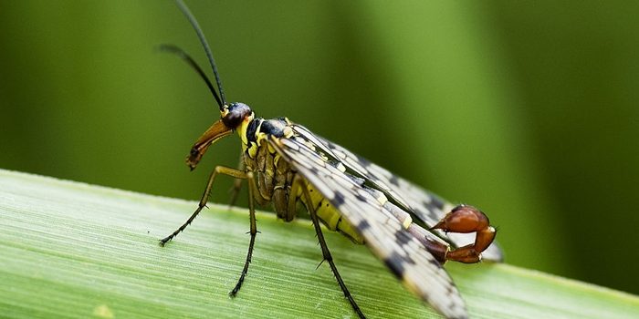 Mystery creature revealed – the scorpion fly