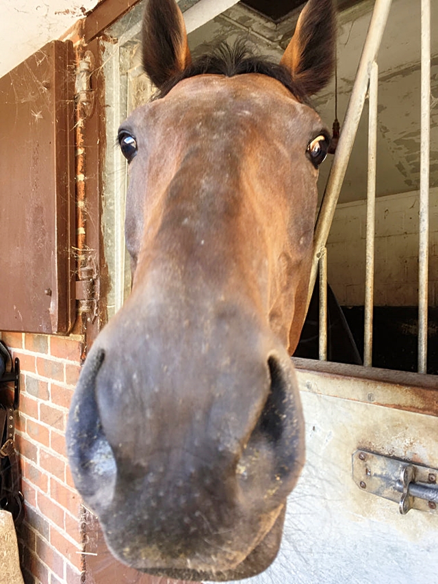 Horse at stable door