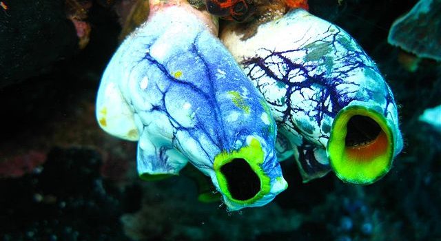 Mystery Creature Revealed – the Sea Squirt
