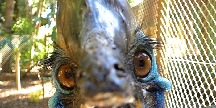 Mystery Creature revealed – the Cassowary