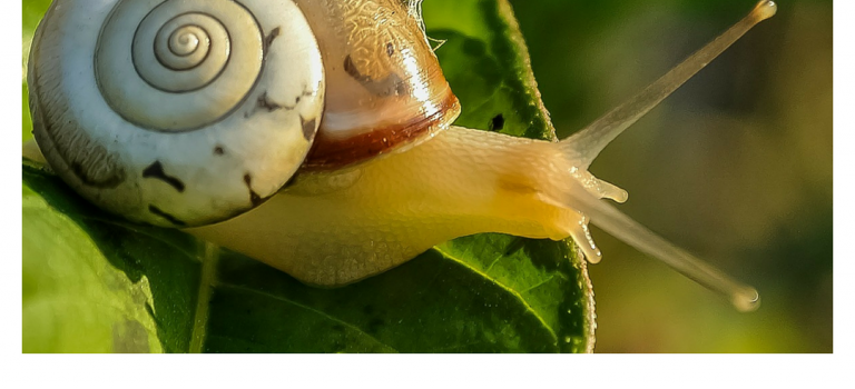How do snails get their shells and can slime mend a broken heart?