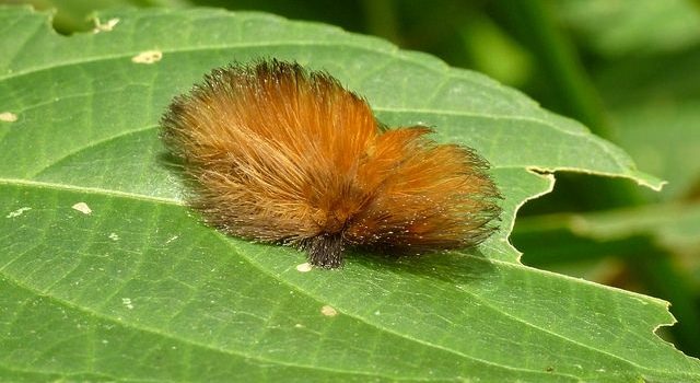 Mystery Creature revealed – the Flannel Moth Caterpillar