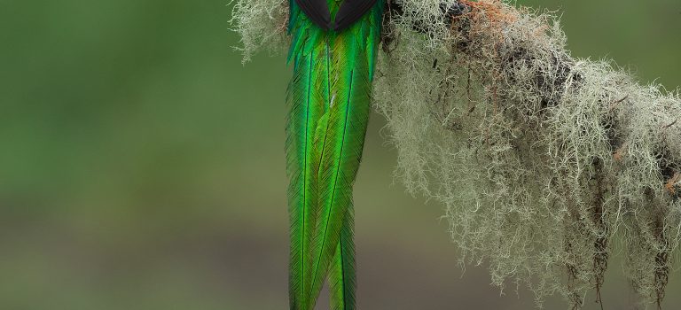 Mystery creature revealed – the Resplendent Quetzal