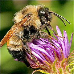 Thought of the day…"A bee in my bonnet!"