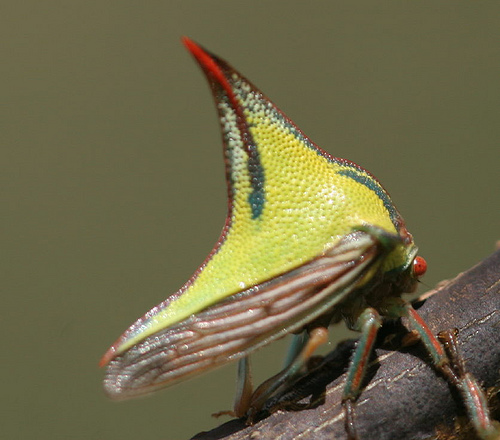 The Thorn bug