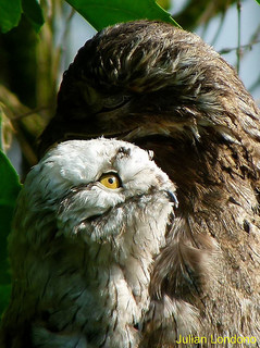 Mystery Creature reveal… the Potoo