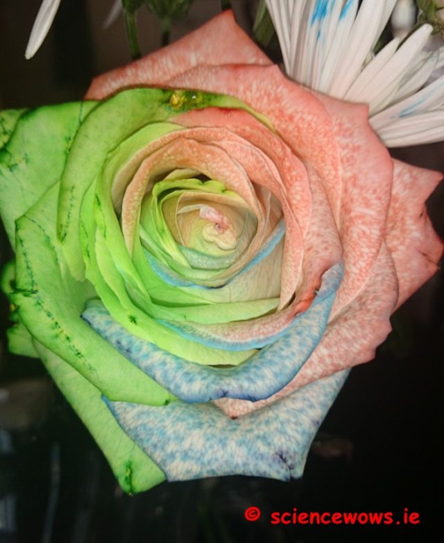 Fun Friday…. multi-coloured rose experiment