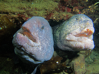 Mystery Creature reveal – the Wolf Eel