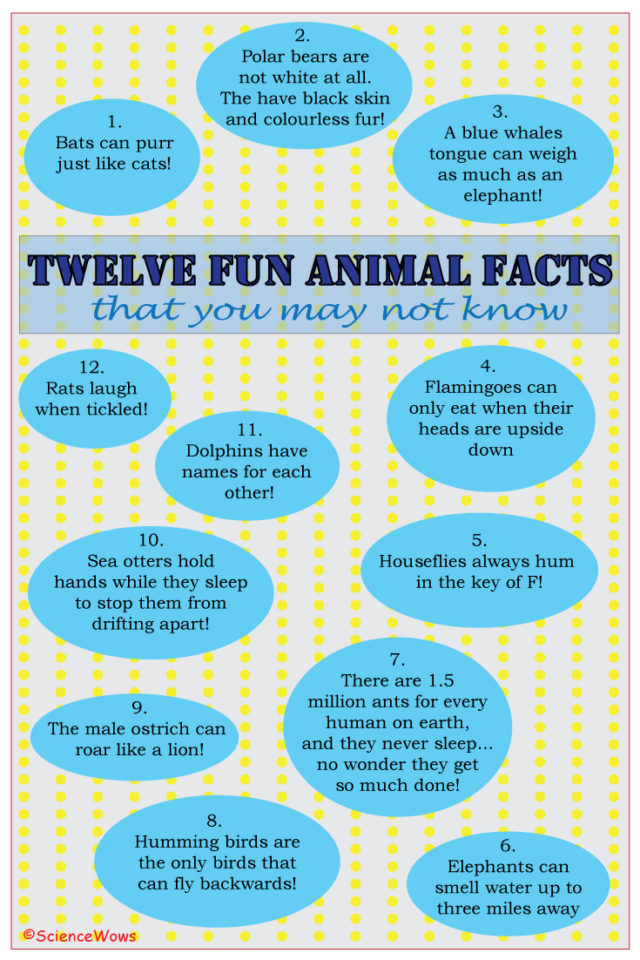 12 Fun animal facts that you may not know!
