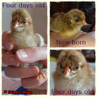 Our new arrivals … very cute but needing some names