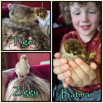 We have finally named the new chicks….