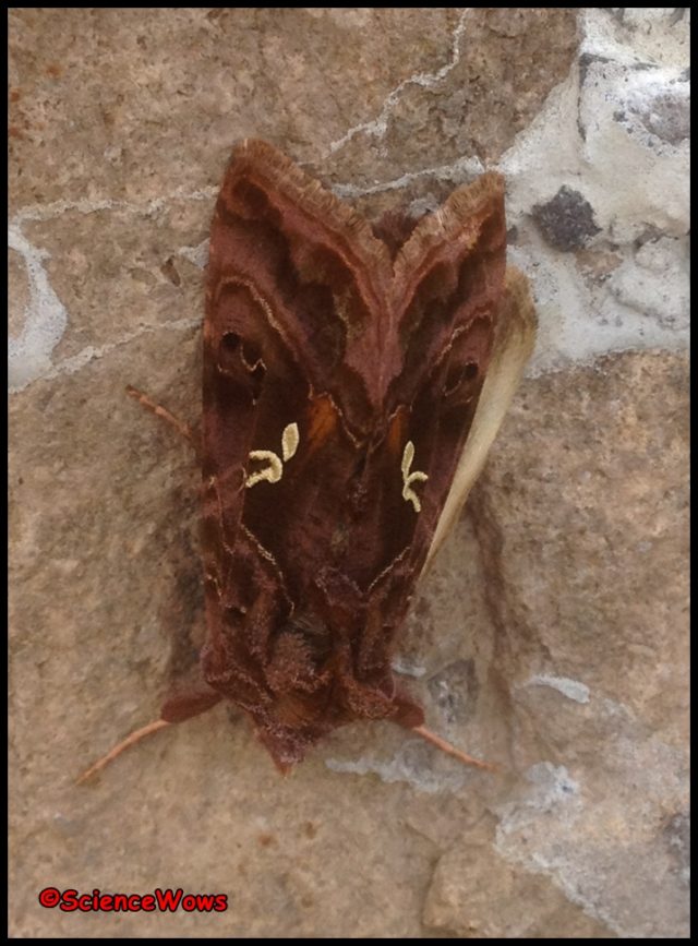 Mystery Creature Revealed – the Beautiful Golden Y moth