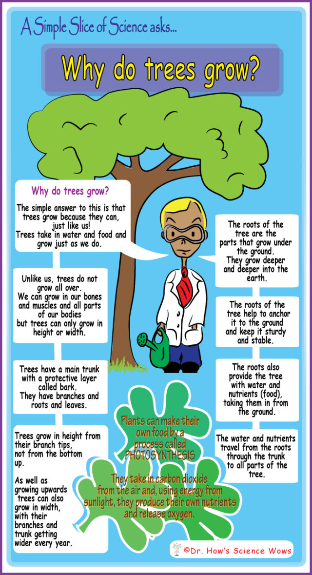 A Simple Slice of Science – Why do trees grow?