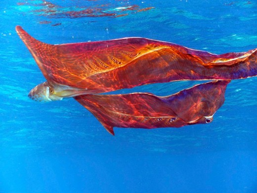 Mystery Creature revealed – the blanket octopus
