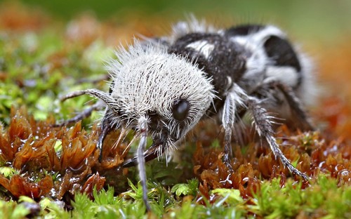 Mystery Creature revealed – the Panda Ant