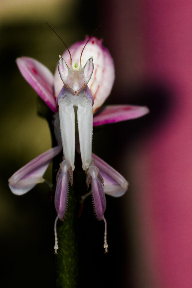 Mystery Creature revealed – the Orchid Mantis