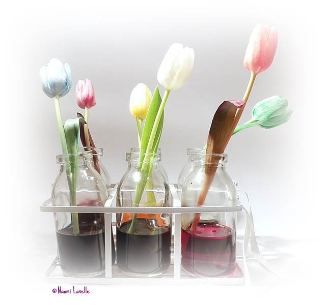 Coloured flower science experiment using tulips