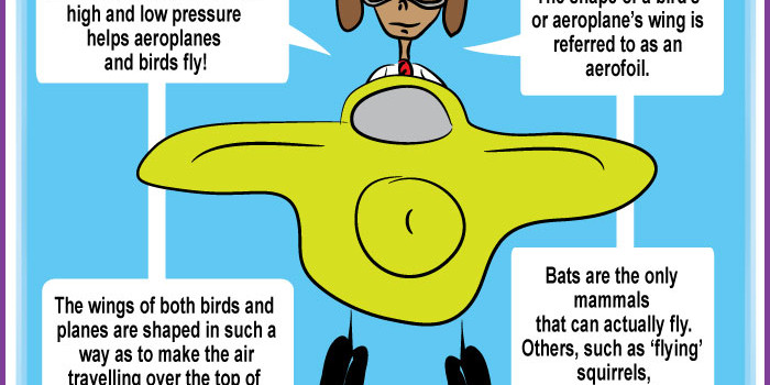 A Simple Slice of Science – How do birds and aeroplanes fly?