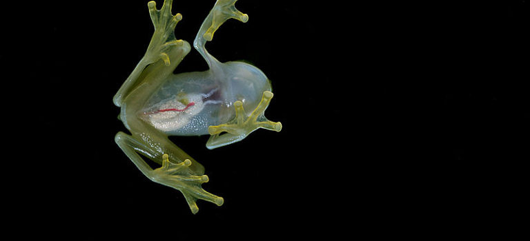 Fifteen fantastic facts about frogs