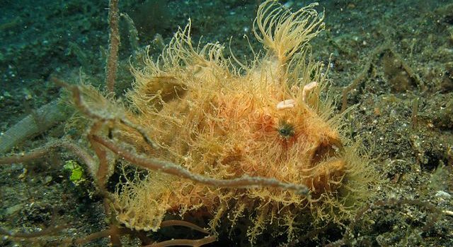 Mystery Creature reveal – The Hairy Frogfish