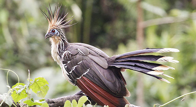 Mystery Creature Revealed – the Hoatzin