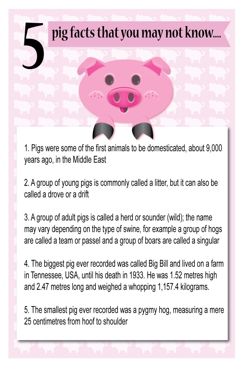 Five Fun Facts about Pigs