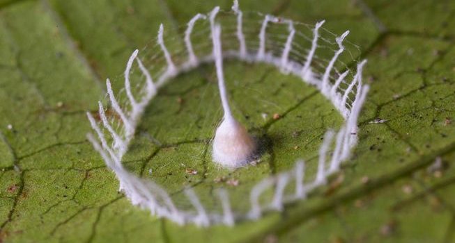 Mystery Creature revealed – the Silkhenge spider