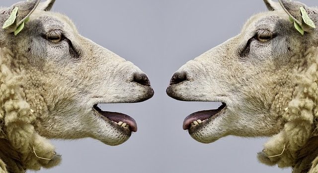 Can animals talk to each other?